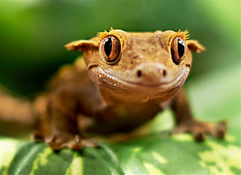 A crested gecko's vivarium should have a hot end (78-82&176;F) and a cool end (68-75&176;F), be at least 25 gallons, and have florescent lights on 12-14 hours a day. . Cute crested gecko